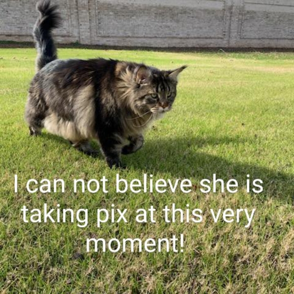 Hi! I'm Wolfie. What's your name? - Picture 16 of 17